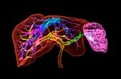 Liver and spleen and blood vessels, 3D CT scan