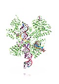 CRISPR-Cas9 gene editing complex, artwork