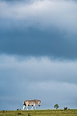 Burchell's zebra and moody skies