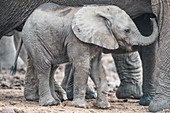 African elephant calf