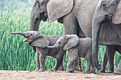 African elephant calf