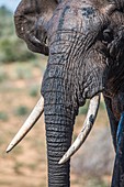 African elephant bull