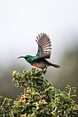 Male greater-collared sunbird taking to flight