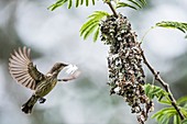 Female marico sunbird building her nest