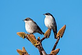 Fiscal flycatcher pair