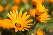Namaqua daisy flower