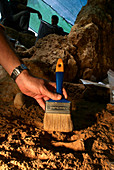 Neanderthal animal fossil excavation, Pinilla del Valle
