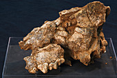 Hyena skull fossil