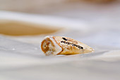 Hyena tooth fossil