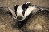 Three badgers in artificial sett