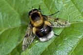 Bumblebee mimic hoverfly