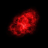 Crab nebula, radio telescope image