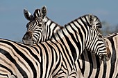 Zebras socializing