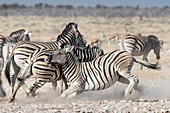 Burchelll's zebras fighting