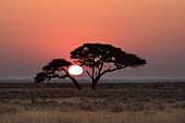 Etosha Camelthorn tree at Sunrise
