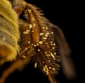 Pollen on a bee's leg