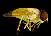 Green horse fly