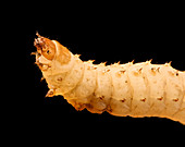 Small hive beetle larva