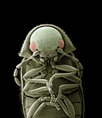 Flour beetle, SEM