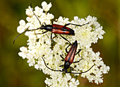 Black-striped longhorn beetles
