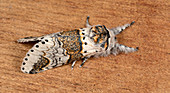 Sallow kitten moth