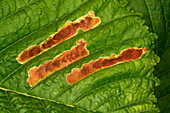 Horse chestnut leaf mines