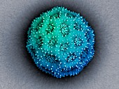 Blue anemone pollen grain, SEM