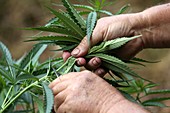 Marijuana cultivation