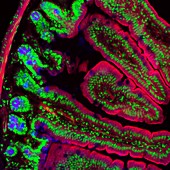 Intestinal tissue, fluorescent light micrograph