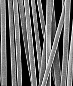 Human hair shafts, SEM