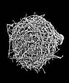 Chinese hamster ovary cell, SEM