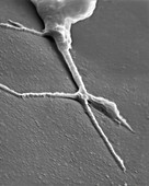 Growth cone from a developing neuron, SEM