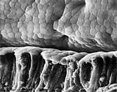 Villus surface of the small intestine, SEM