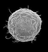 Stem cell isolated from cord blood, SEM