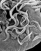 Trypanosome trypomastigote protozoan, SEM