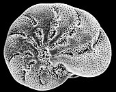 Foraminiferan (Elphidium sp.) test, SEM