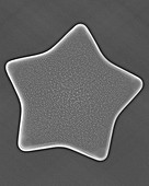 Marine diatom (Triceratium formosum), SEM