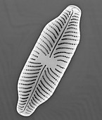Fresh water pennate diatom (Navicula sp.), SEM