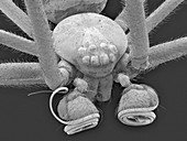 Male northern black widow spider, SEM