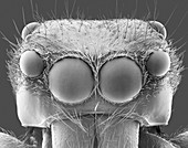 Jumping spider (Plexippus paykulli), SEM