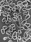 Pseudomonas koreensis, soil bacterium, SEM