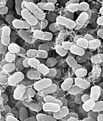 Methylomonas methanica, SEM