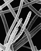 Cyanobacterium (Scytonema sp.), SEM