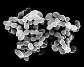 Gemella morbillorum, coccus prokaryote, SEM