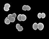 Neisseria gonorrhoeae, coccus prokaryote, SEM