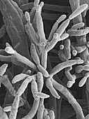 Fusarium incarnatum pathogenic fungus, SEM