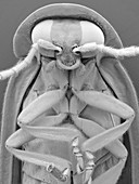 Common firefly, SEM