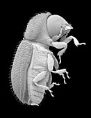 Coffee berry borer, SEM