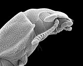 Confused flour beetle adult, SEM