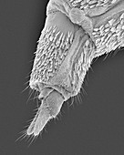 Common house mosquito ovipositor, SEM